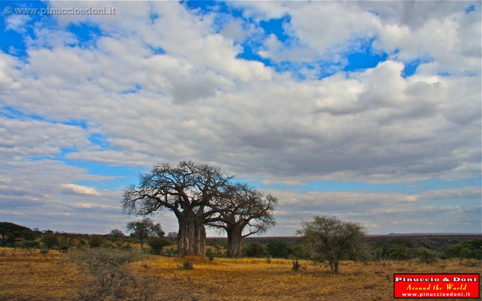 TANZANIA - Tarangire National Park - 09.jpg